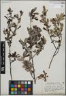 Foto von Salix humilis Marshall